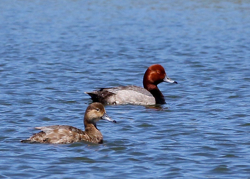 Redhead - ML340326491