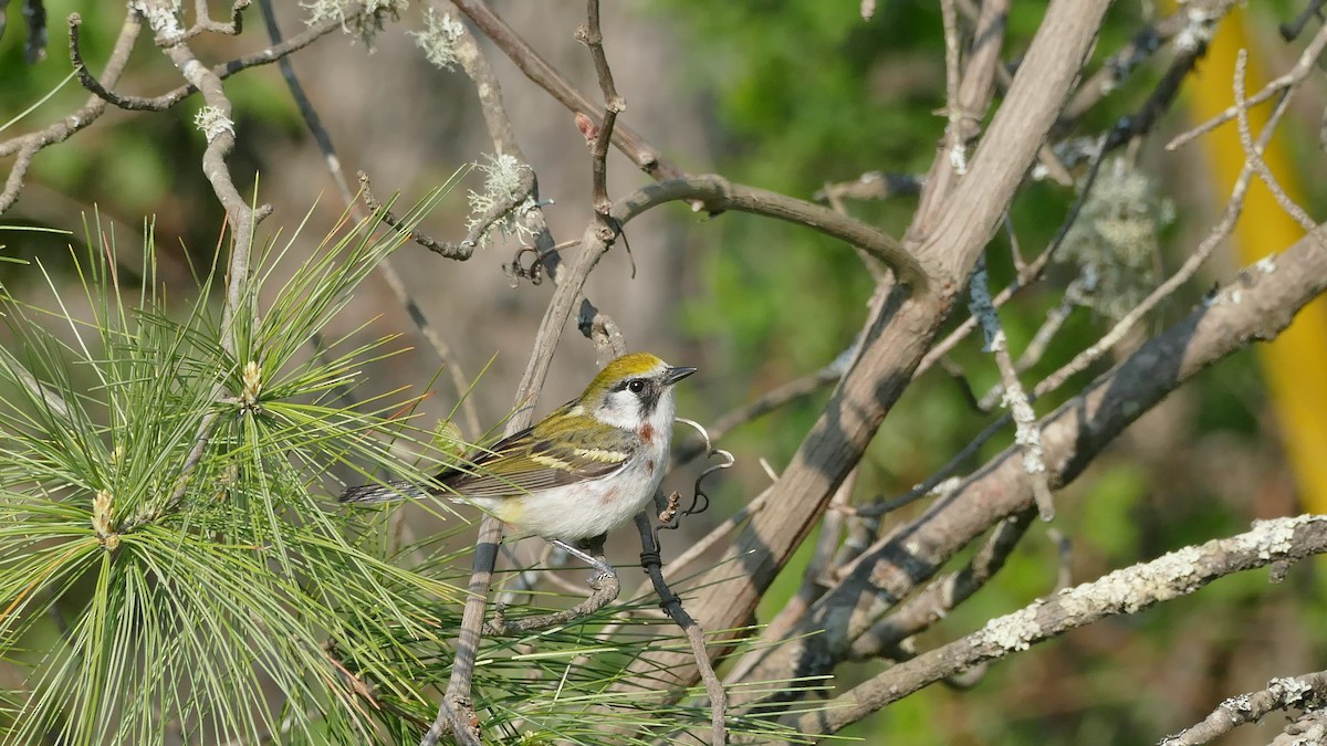 Gelbscheitel-Waldsänger - ML340327571