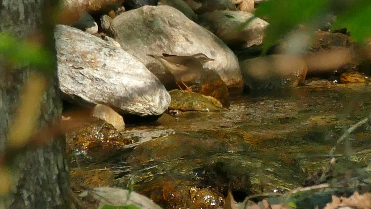 Louisiana Waterthrush - ML340327681