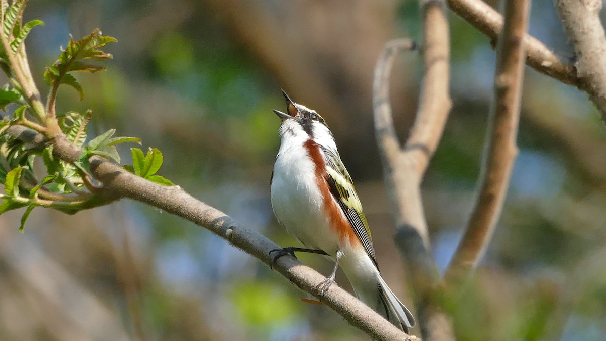 Chestnut-sided Warbler - ML340327761