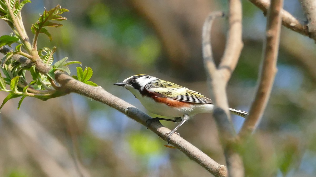 Chestnut-sided Warbler - ML340327791