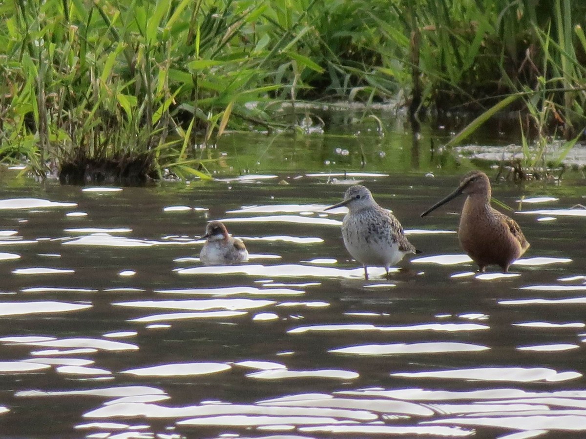 langnebbekkasinsnipe - ML340327911