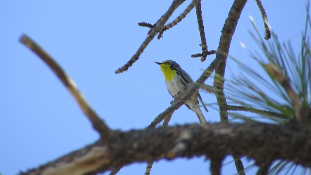 Grace's Warbler - ML340329121