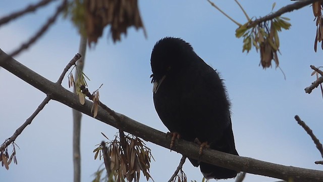 Crested Myna - ML340329211