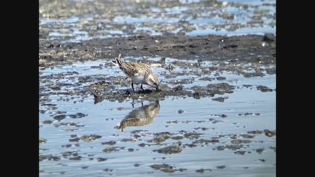 Semipalmated Sandpiper - ML340329331