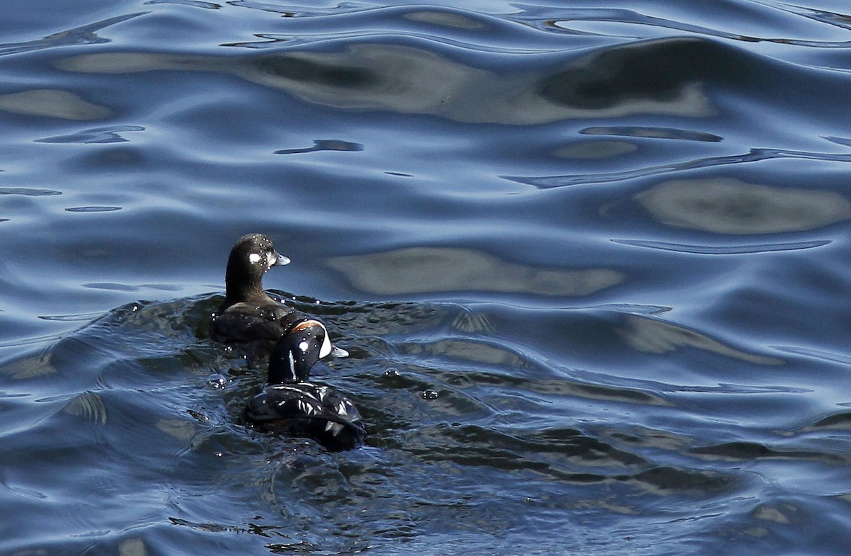 Harlequin Duck - ML340332891