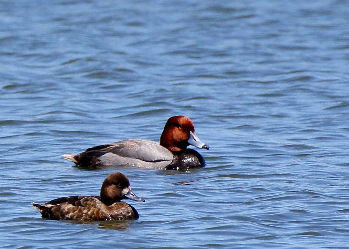 Lesser Scaup - Kent Leland