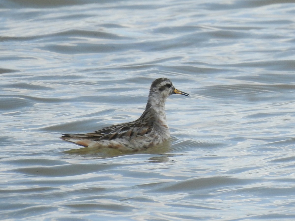 Red Phalarope - Joel Gilb