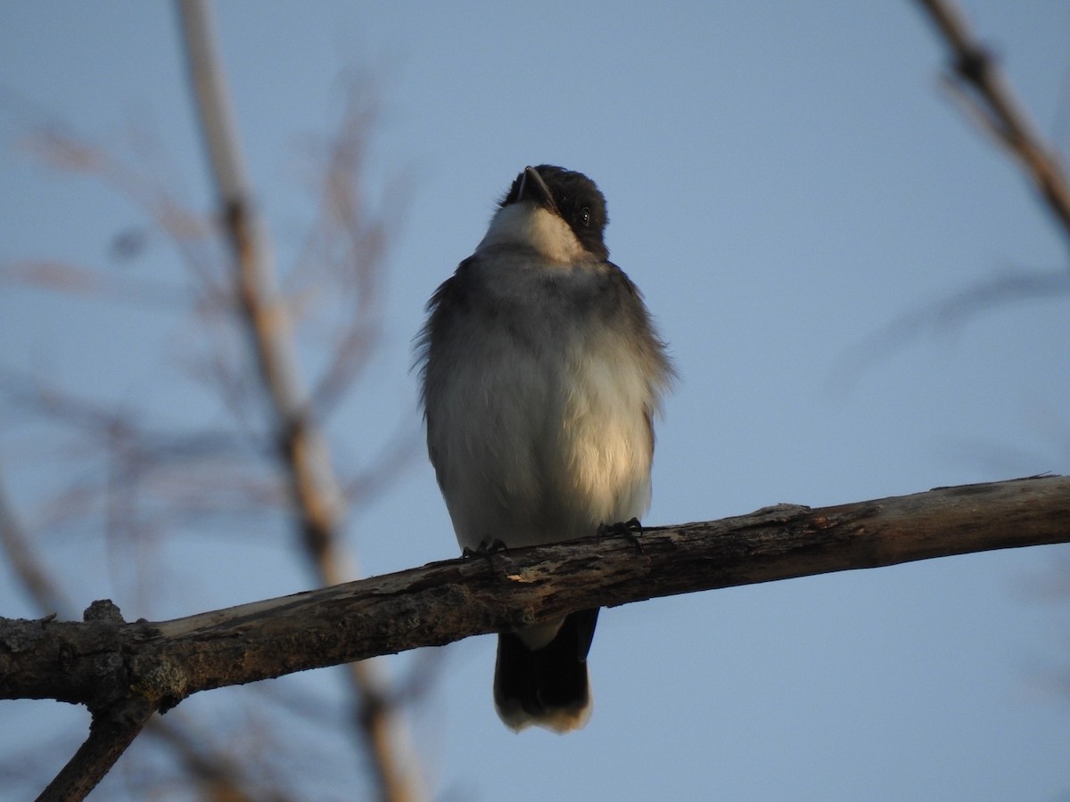 Eastern Kingbird - ML340334451