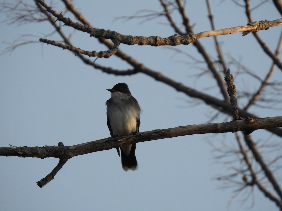 Eastern Kingbird - ML340334461