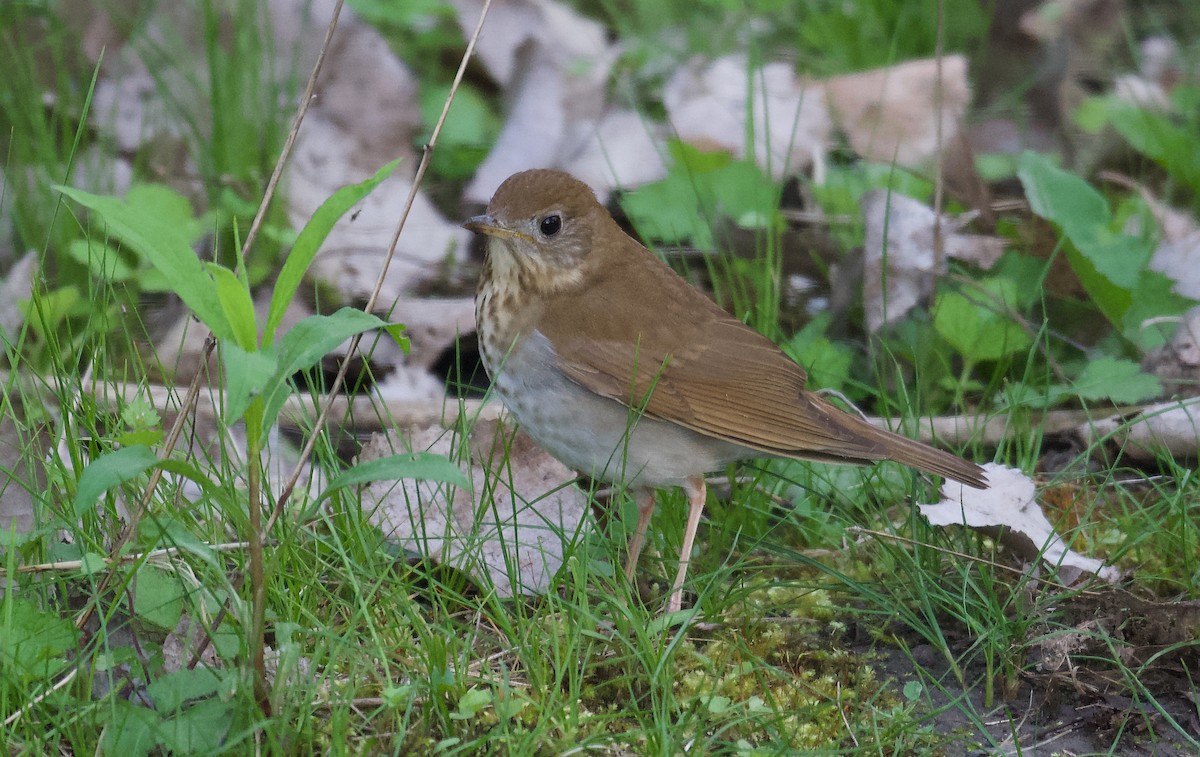 Veery - ML340336551