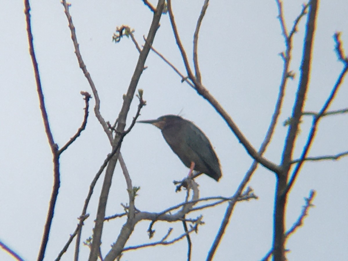 Green Heron - ML340336781