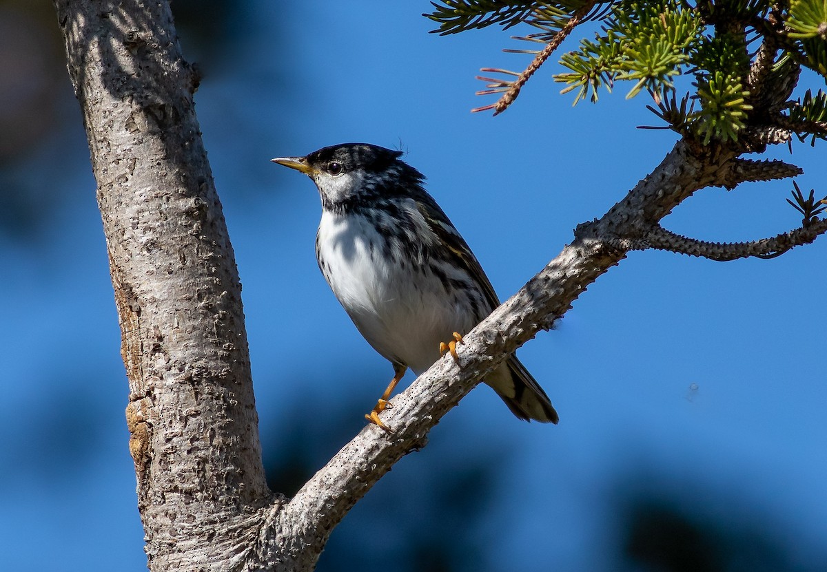 Blackpoll Warbler - ML340339481