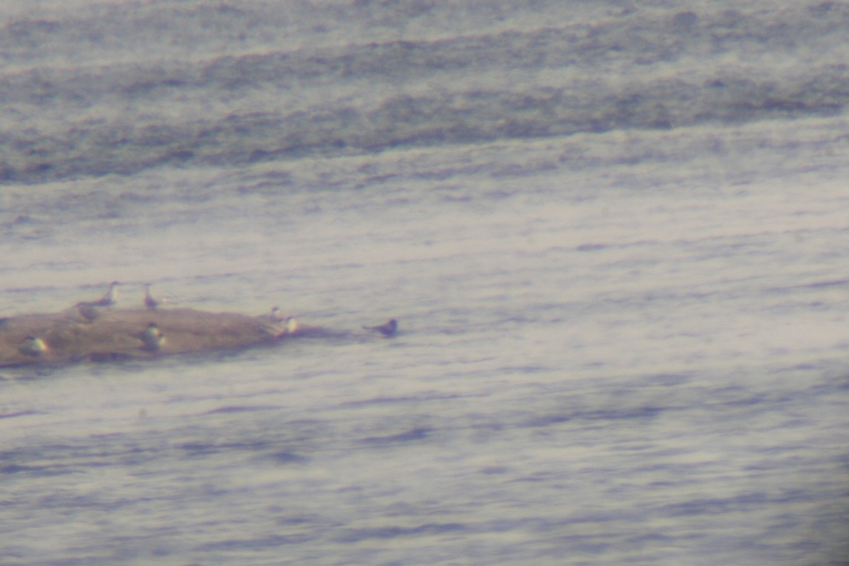 Black Tern - ML340341121