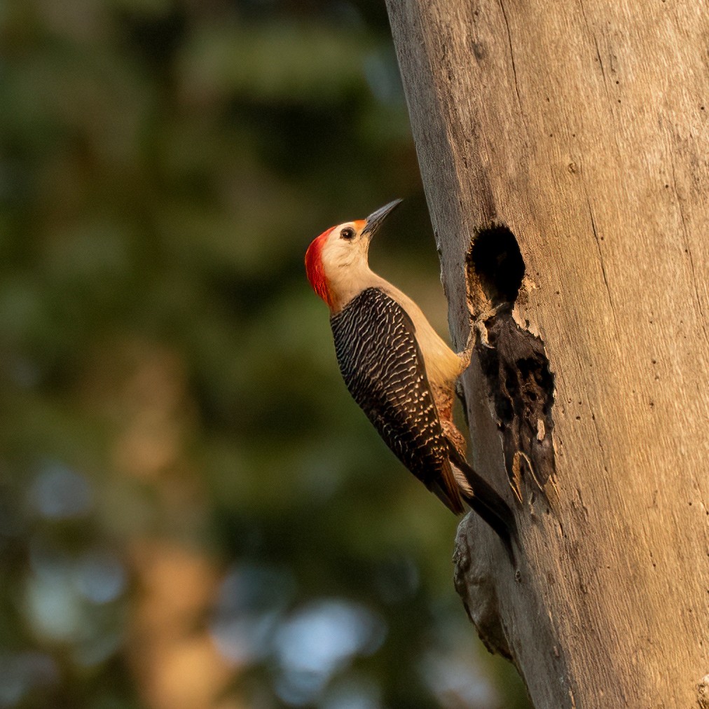 Golden-fronted Woodpecker - Linnet Tse