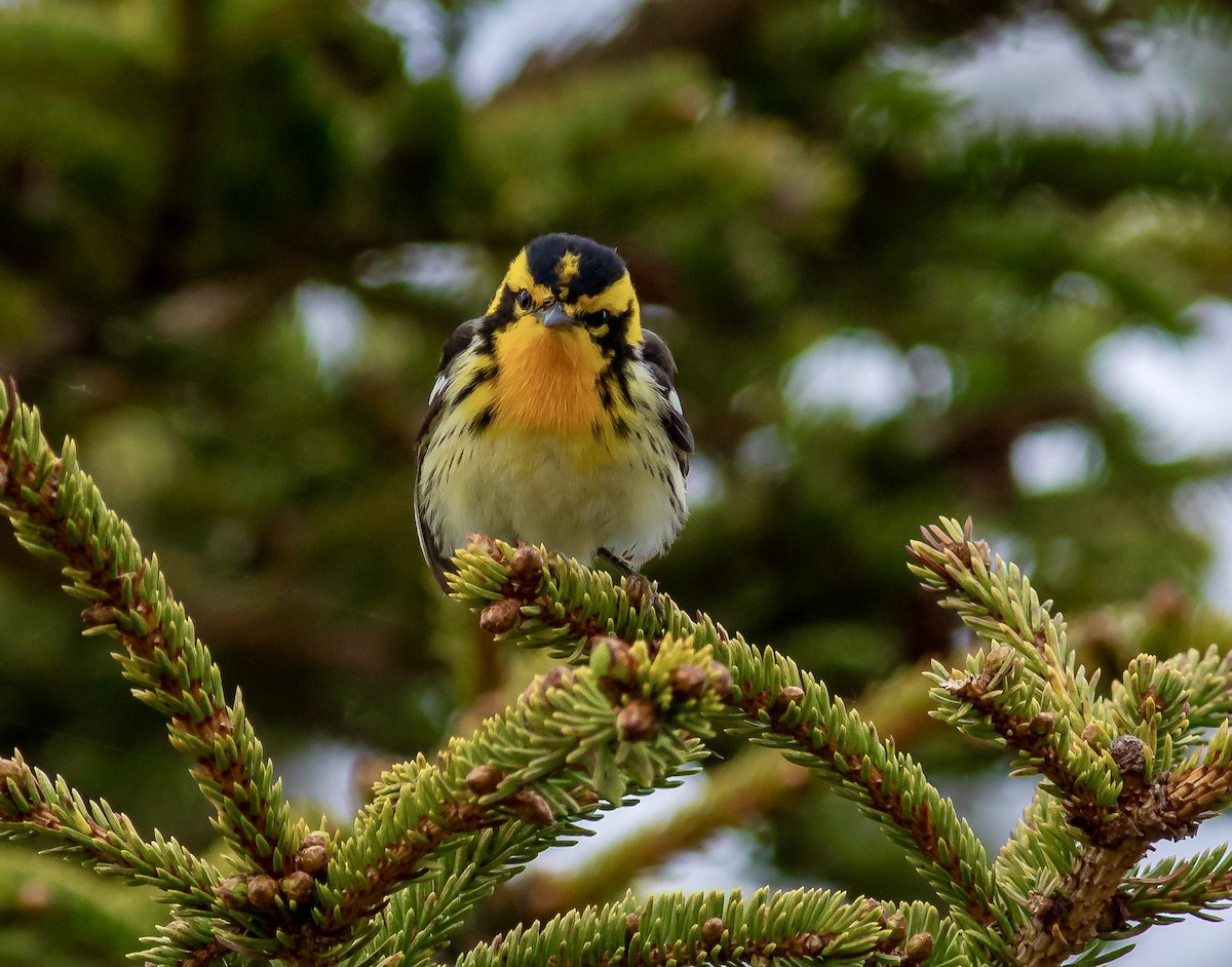 Blackburnian Warbler - ML340341711