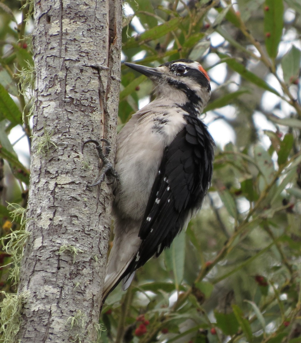 Hairy Woodpecker - ML34034281