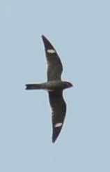 Common Nighthawk - ML340343181