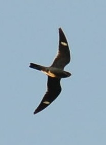 Common Nighthawk - M Huston