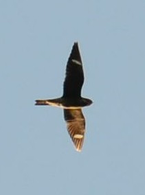 Common Nighthawk - ML340343201