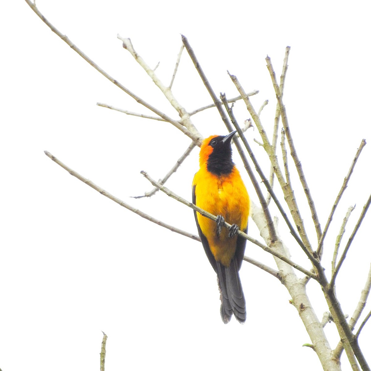 Orange-crowned Oriole - ML340343531