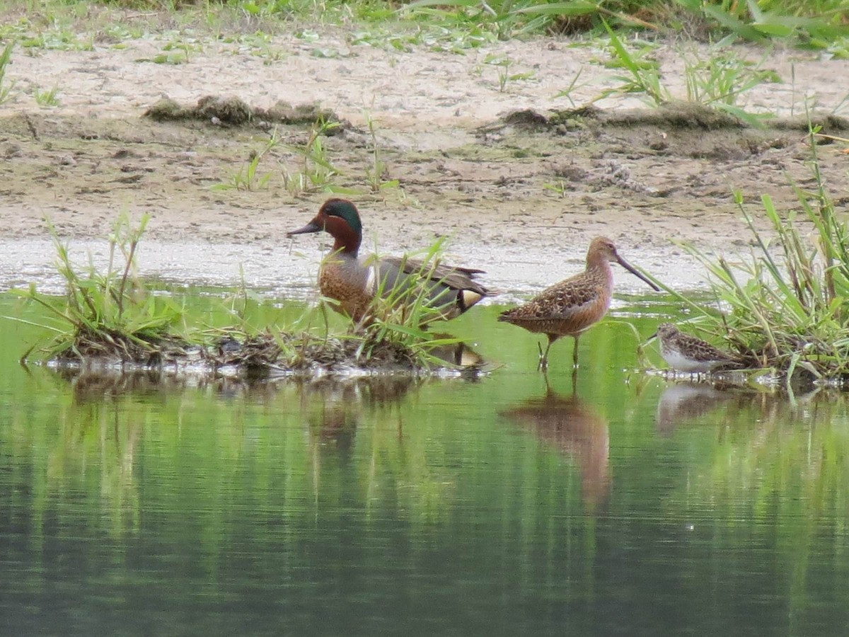 Long-billed Dowitcher - ML340344601