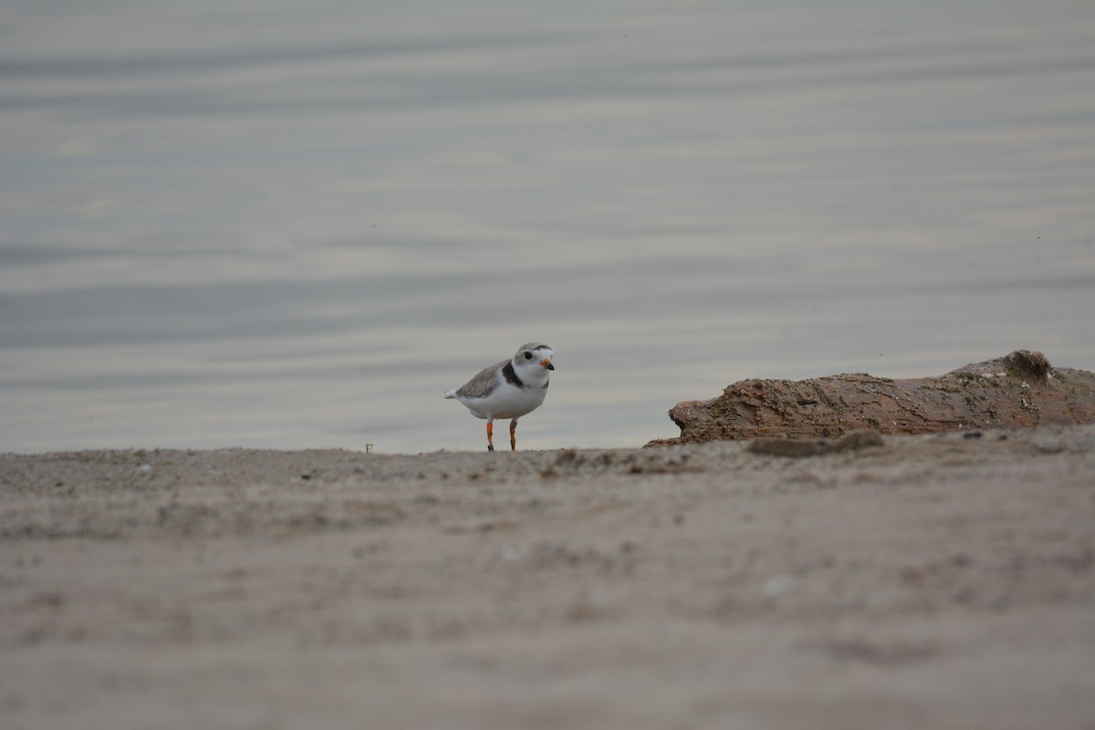 Piping Plover - ML340345351