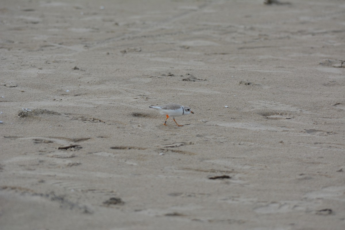 Piping Plover - ML340345361
