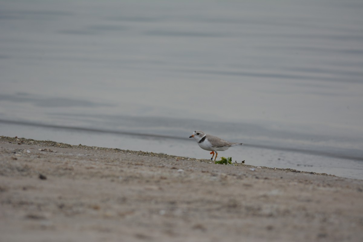 Piping Plover - ML340345371