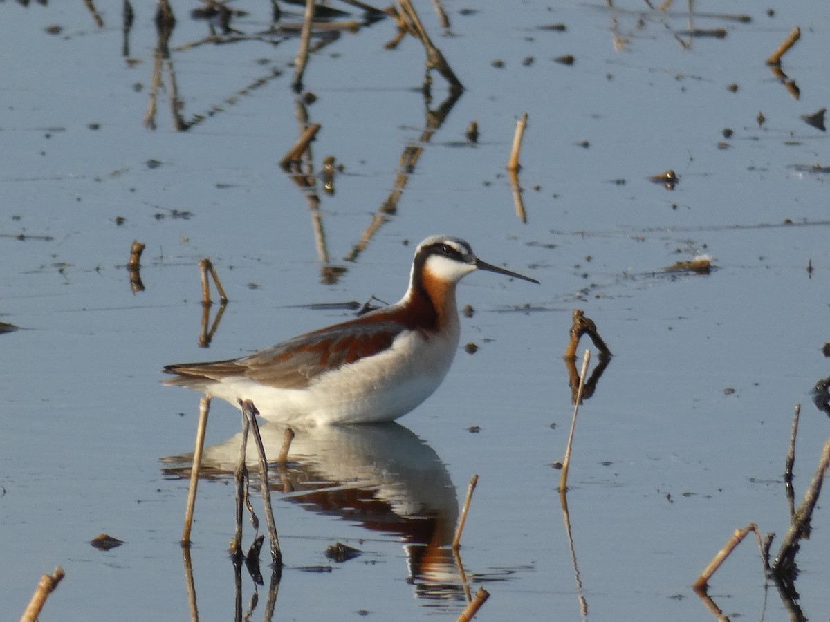 Falaropo Tricolor - ML340346221