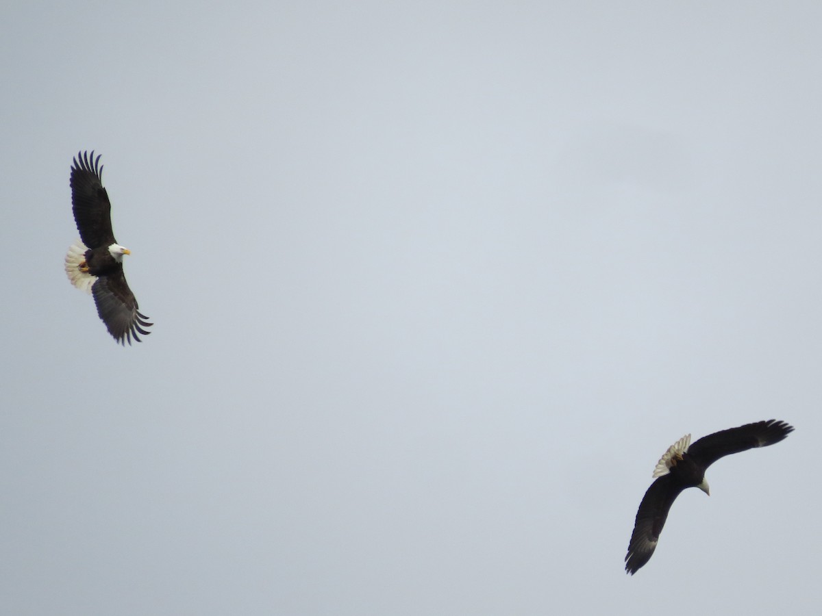 Bald Eagle - ML340347011