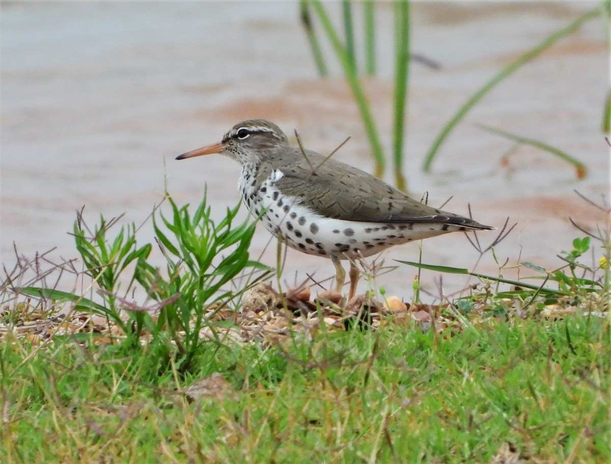 Spotted Sandpiper - Shirley Wilkerson