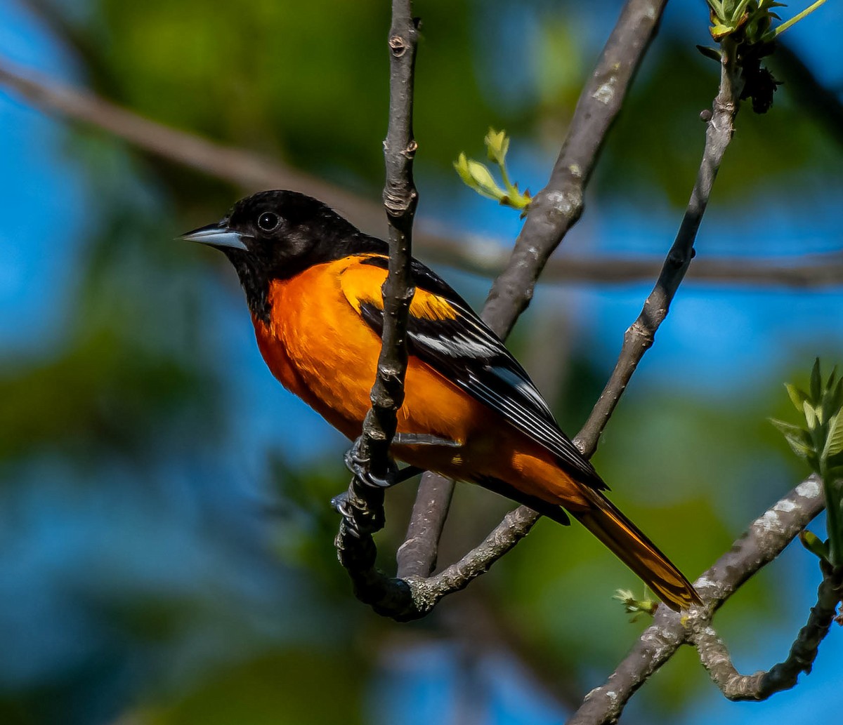 Baltimore Oriole - Guy Tremblay