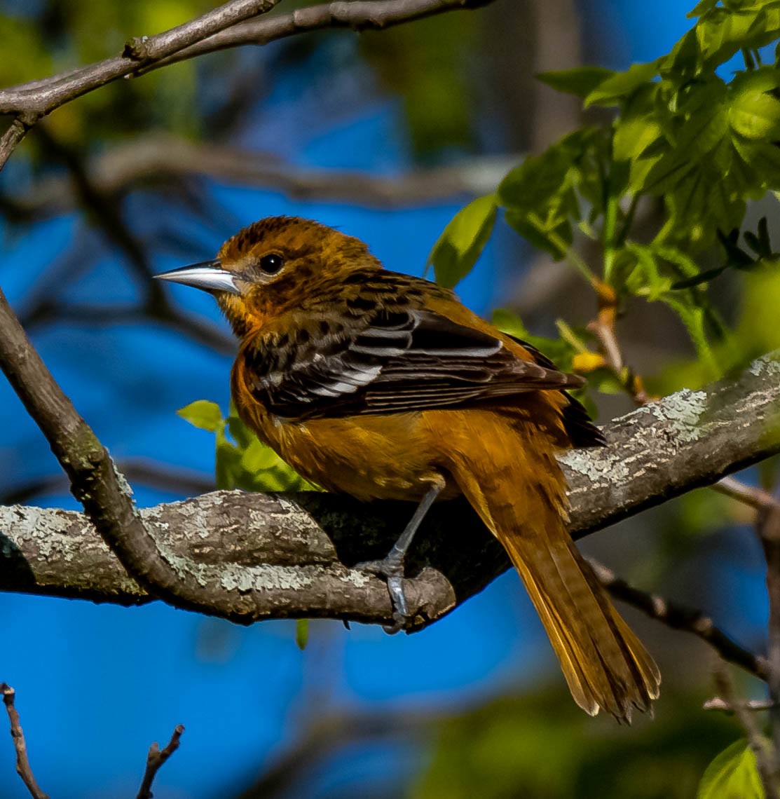 Baltimore Oriole - ML340348201