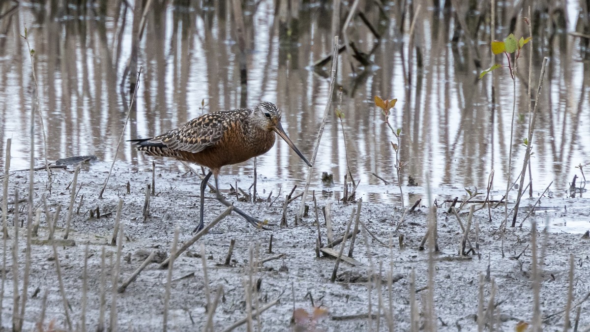 Hudsonian Godwit - Brian Stamper