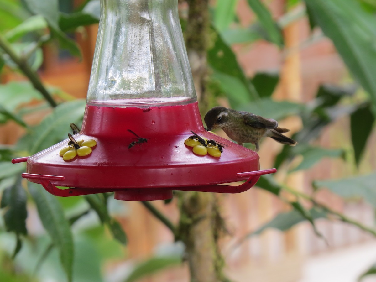 Speckled Hummingbird - Donna Summers