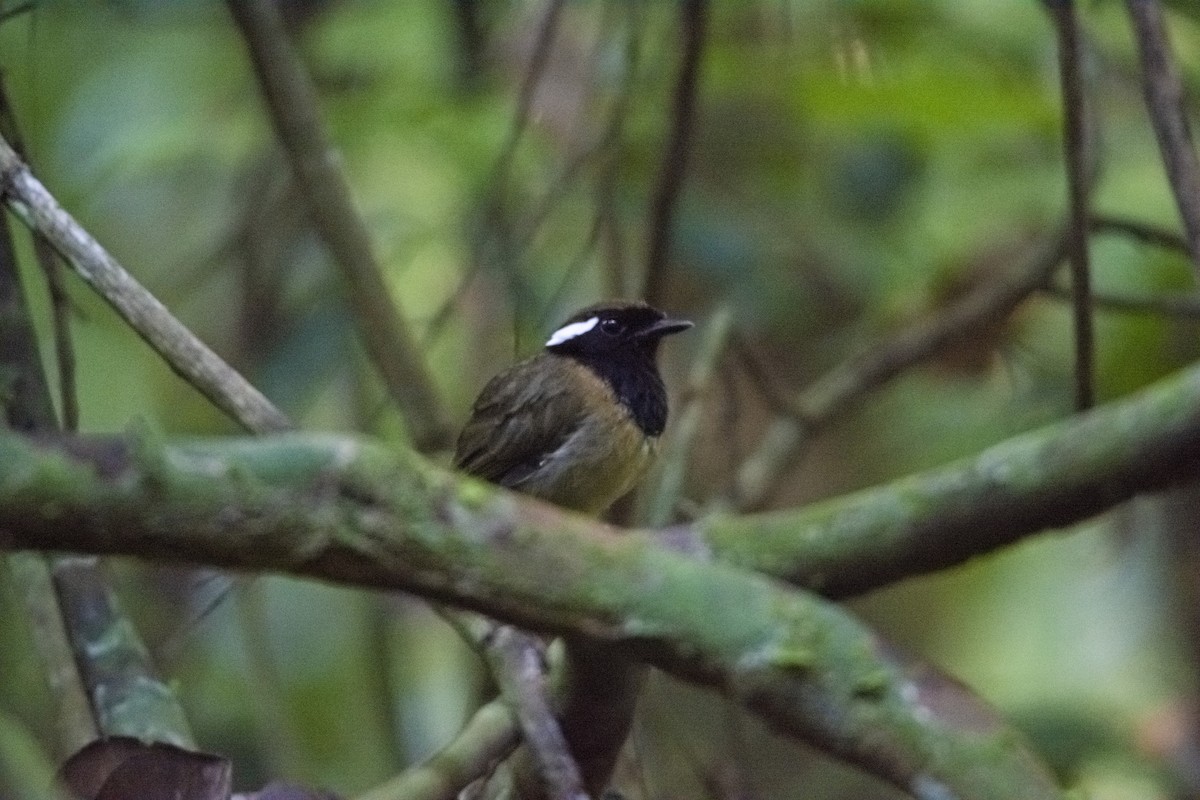 Black-breasted Gnateater - ML340349891