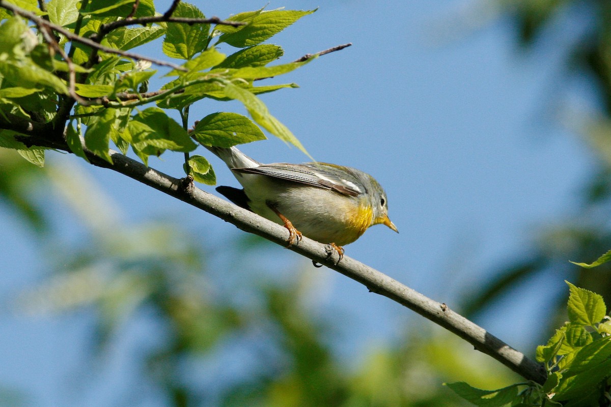 Northern Parula - ML340350651