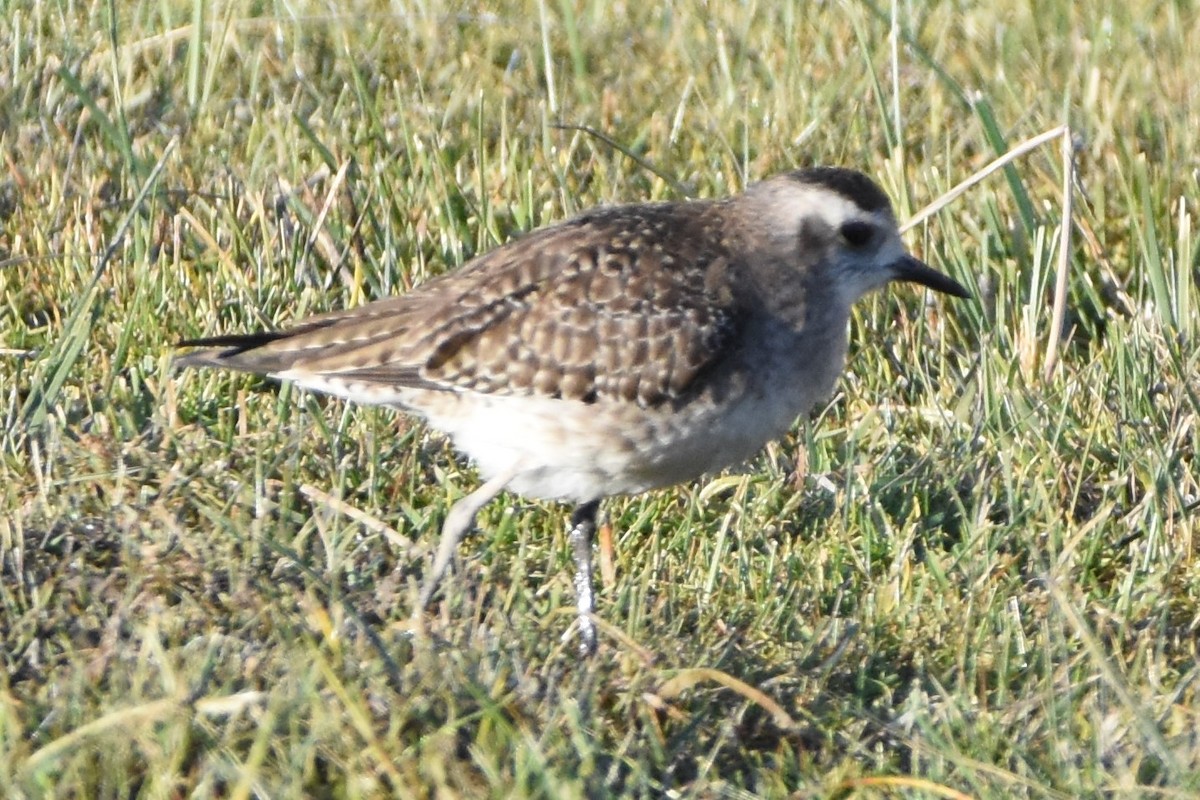 American Golden-Plover - ML340350681