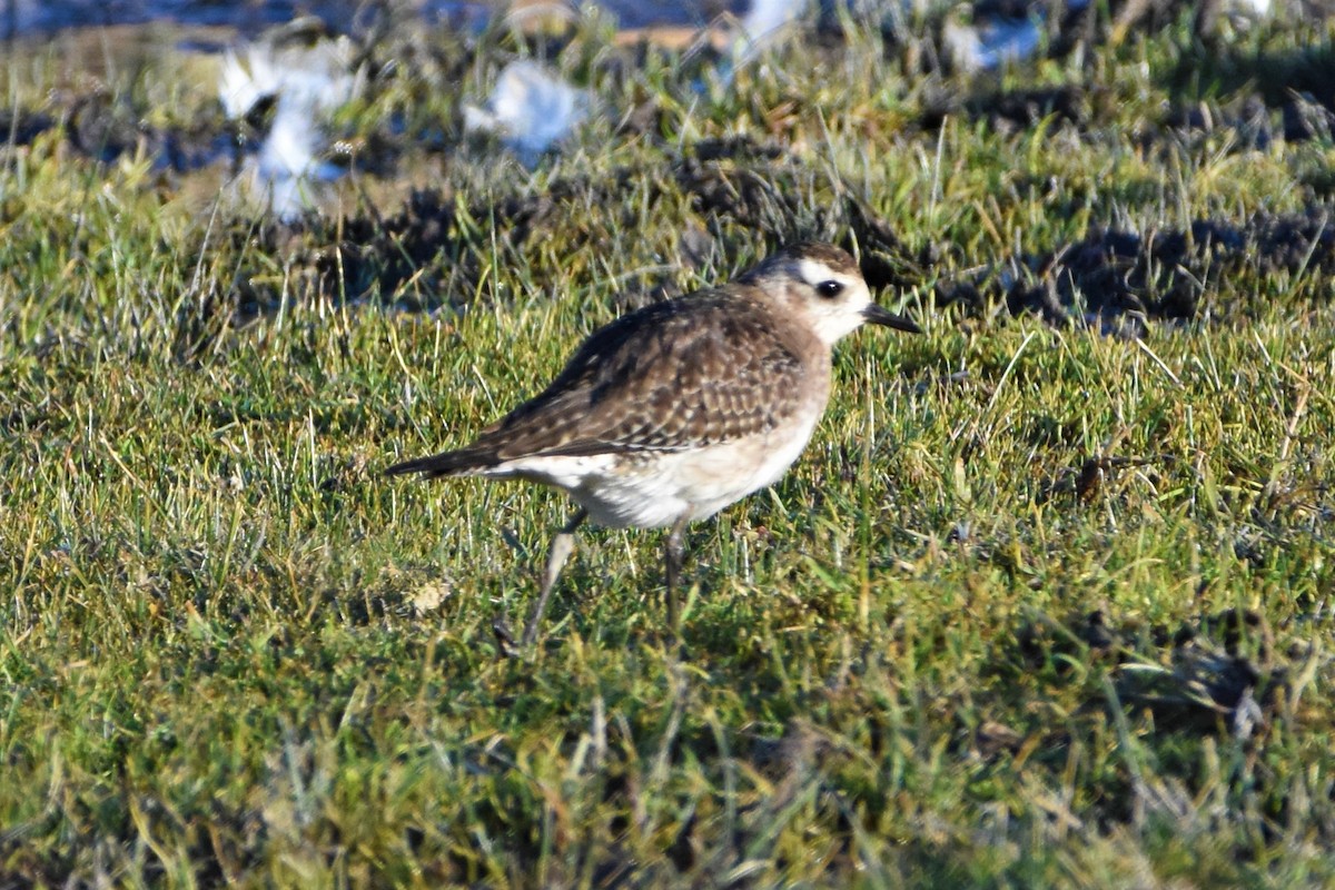 American Golden-Plover - Bernardo Sayus