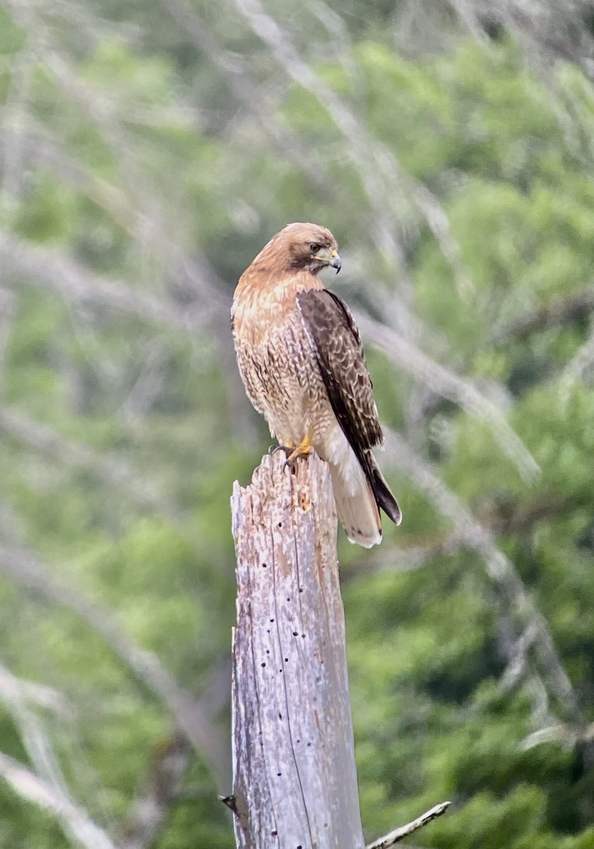 Red-tailed Hawk - ML340350911