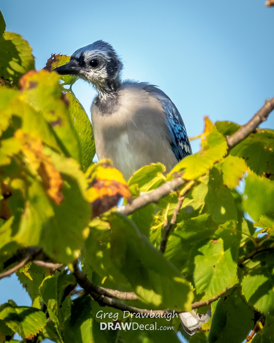 Blue Jay - ML34035101