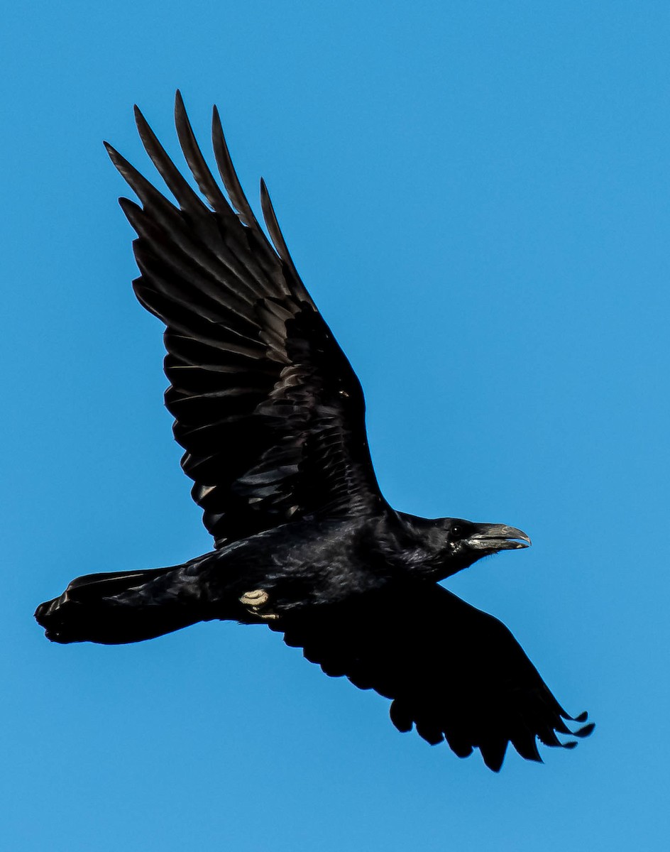Common Raven - ML340352011