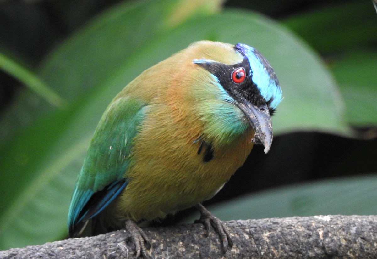 Lesson's Motmot - ML340352081