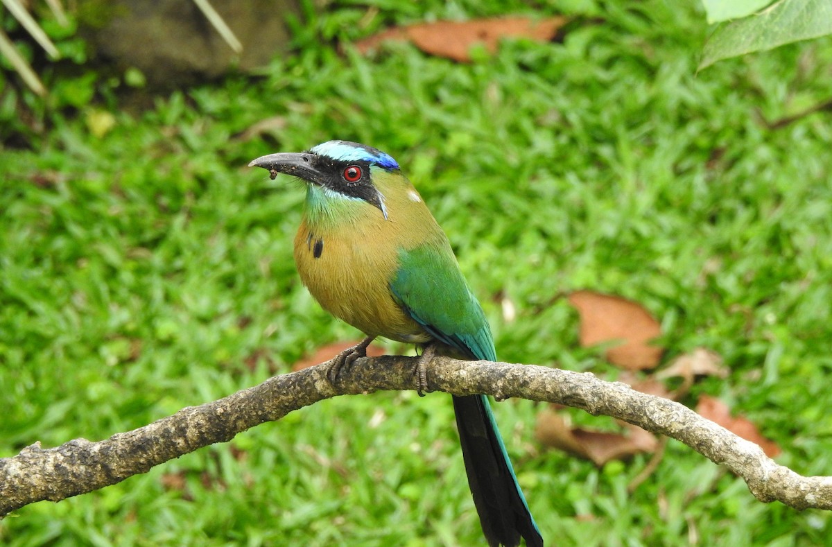 Motmot de Lesson - ML340352101