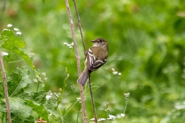 Alder Flycatcher - Jack Lehman