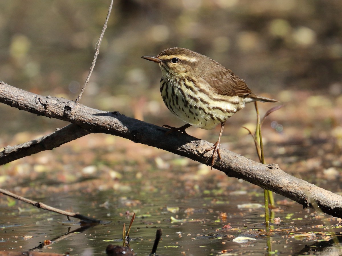 Northern Waterthrush - Sylvie Dionne