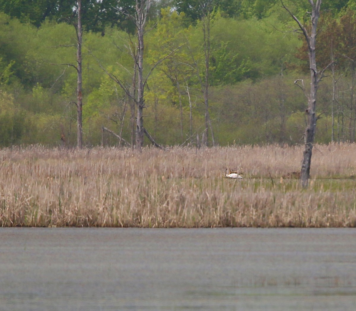 Trumpeter Swan - ML340354831