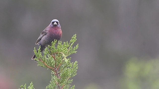 Varied Bunting - ML340355171