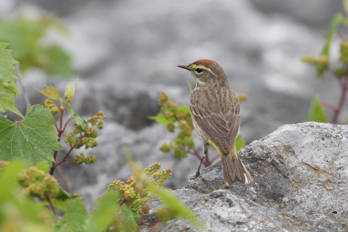 Palm Warbler - ML340355311